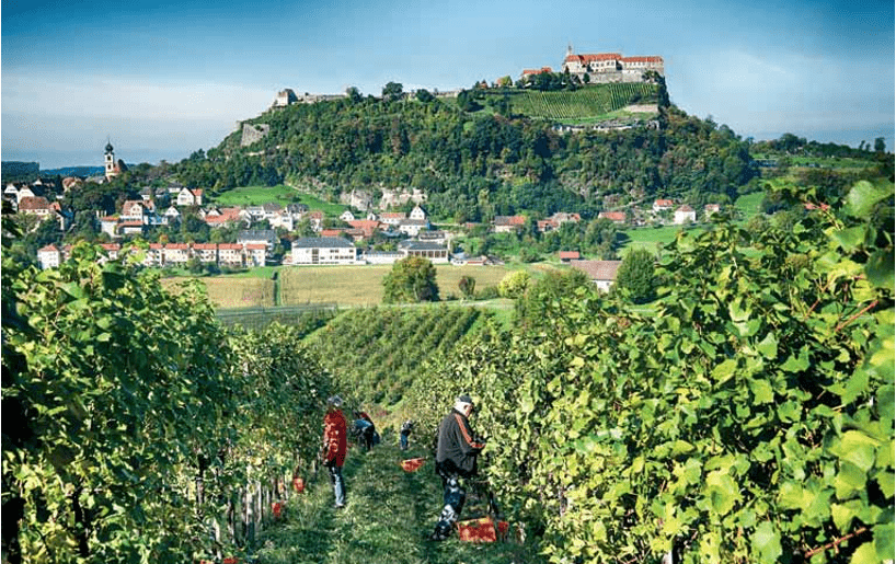 Reigersburg mit Weingarten